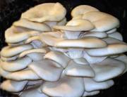 Мицелий грибов вешенки,  шампиньона,  шиитаке