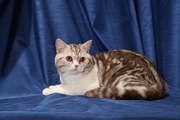 Уникальная возможность кот из Всемирного питомника Rumfold