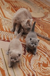 британские голубые котята в белгороде