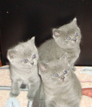 Британские плюшевые голубые котята