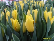 Тюльпаны к 8 марта Белгород