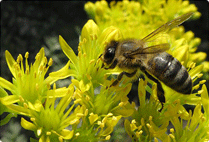 ООО НПП «Центр пчеловодства» г. Белгород реализует 4-х рамочные пчелоп