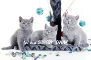 Плюшевые голубые британские котята для знающих людей