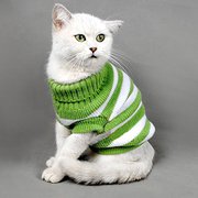 Вязаная одежда для кошек